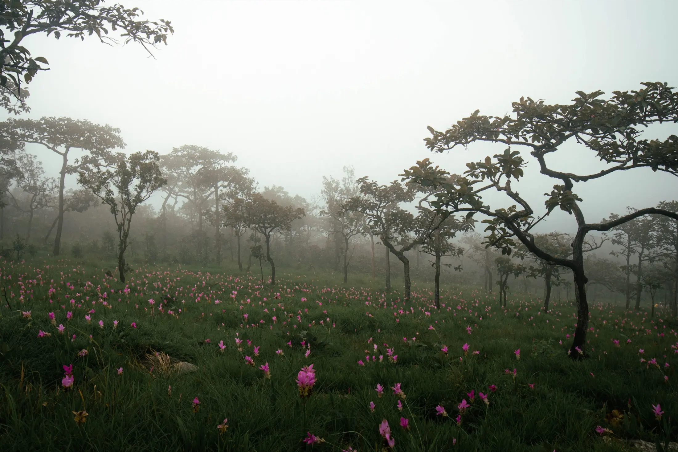 ทุ่งดอกกระเจียวบานสะพรั่งในอุทยานแห่งชาติป่าหินงาม จังหวัดชัยภูมิ